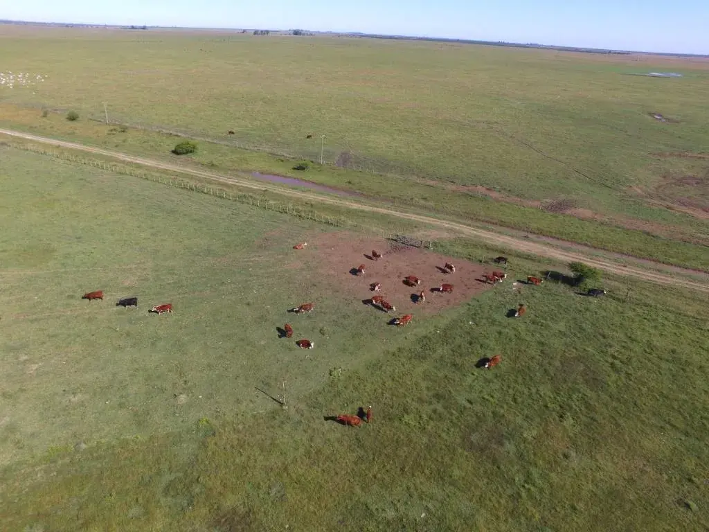 BADARACCO-1000-hectareas-ganaderas-en-Gualeguaychu-6