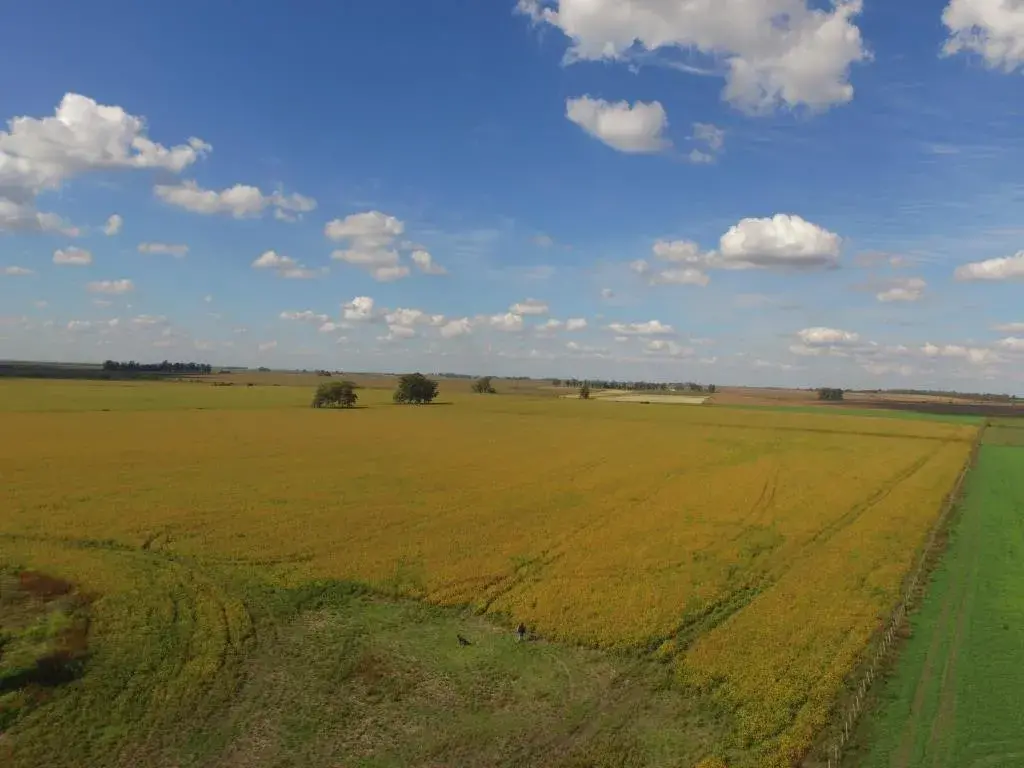 santiago-badaracco-propiedades-terrenos-120-hectareas-agricolas-gualeguaychu-2-1