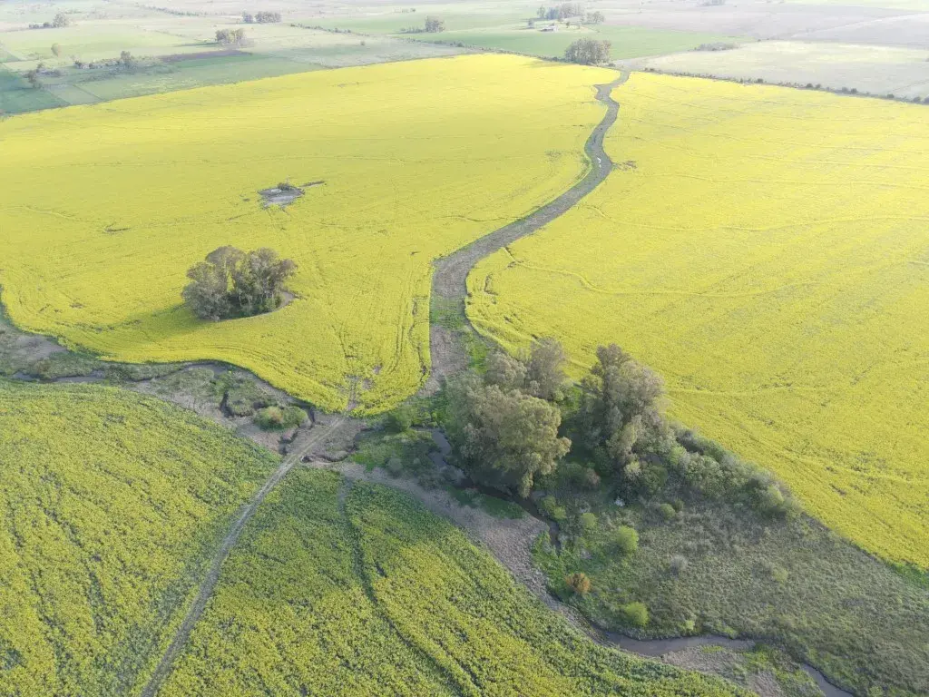 130 hectáreas agrícolas en Gualeguaychú (10)