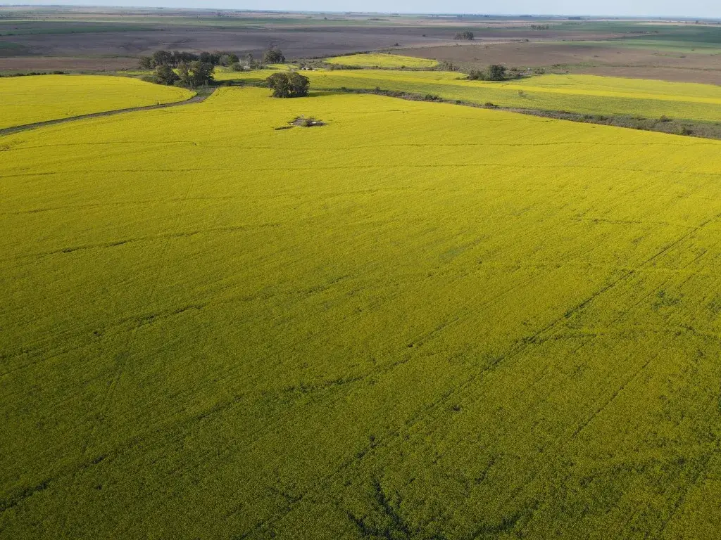 130 hectáreas agrícolas en Gualeguaychú (7)