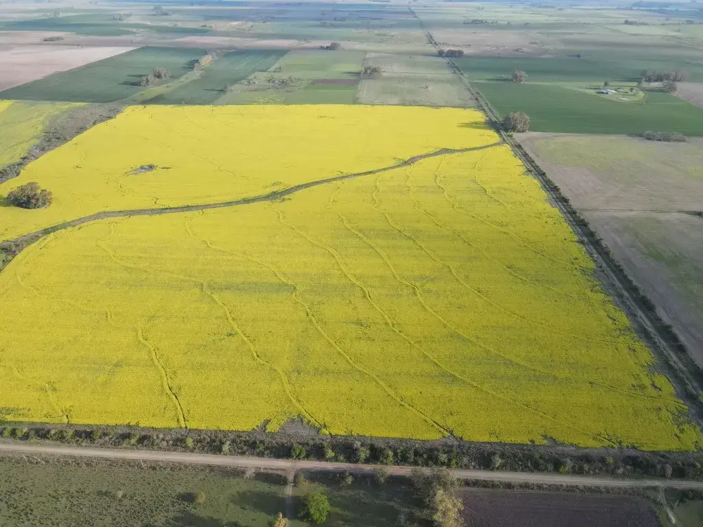 130 hectáreas agrícolas en Gualeguaychú (8)