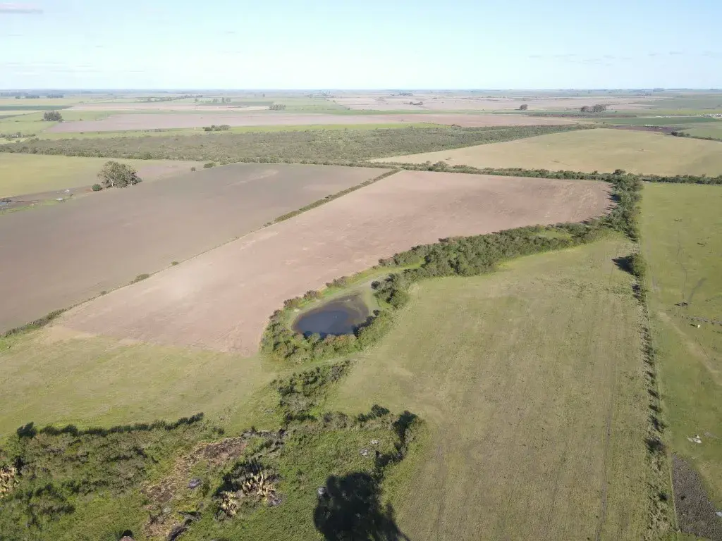 20-hectareas-agricolas-sobre-RN-14-Perdices-campo-en-venta-Gualeguaychu-Santiago-Badaraccco-Propiedades-Campos-agricolas-8