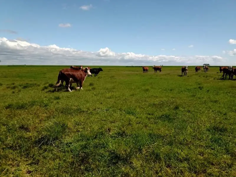 Campo En Venta De 2370 Has Ganaderas En Gualeguaychú-Santiago-Badaracco-0- (11)