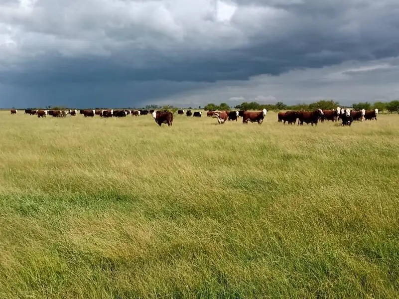 Campo En Venta De 2370 Has Ganaderas En Gualeguaychú-Santiago-Badaracco-0- (21)