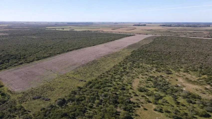 Venta de campos en Gualeguaychú,Campos ganaderos en venta Entre Ríos,Terrenos agrícolas en Gualeguaychú,Venta de campos mixtos en Entre Ríos,Oportunidades de inversión en tierras en Entre Ríos,Campos productivos en venta en Gualeguaychú,Inversiones rurales en Gualeguaychú,Venta de propiedades rurales en Entre Ríos,Terrenos para agricultura y ganadería en Gualeguaychú