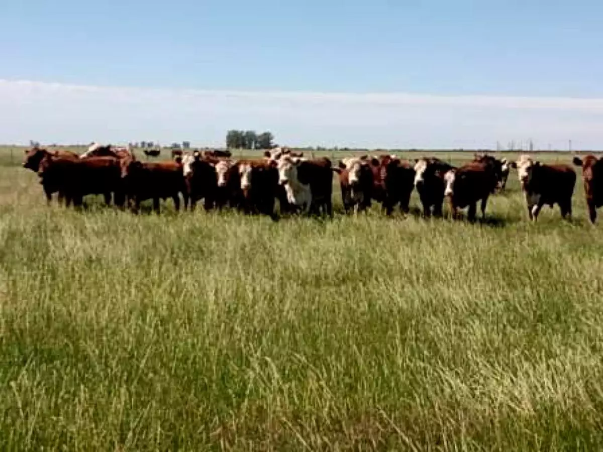 Venta de campos en Gualeguaychú,Campos ganaderos en venta Entre Ríos,Terrenos agrícolas en Gualeguaychú,Venta de campos mixtos en Entre Ríos,Oportunidades de inversión en tierras en Entre Ríos,Campos productivos en venta en Gualeguaychú,Inversiones rurales en Gualeguaychú,Venta de propiedades rurales en Entre Ríos,Terrenos para agricultura y ganadería en Gualeguaychú