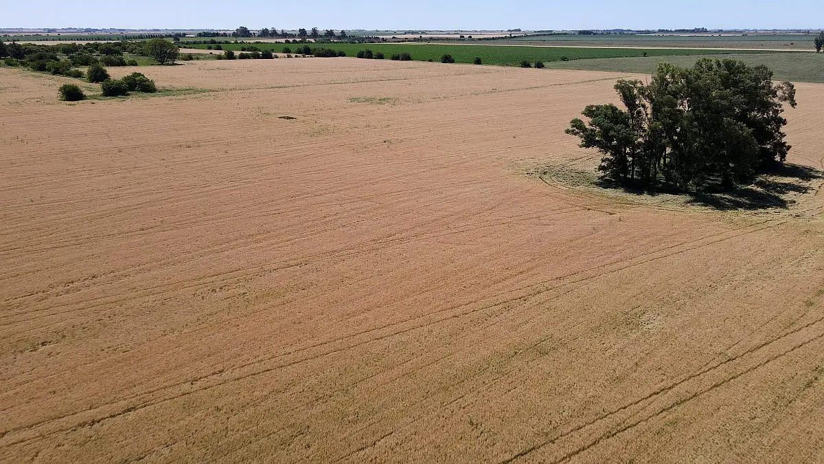 100 Hectáreas Agrícolas