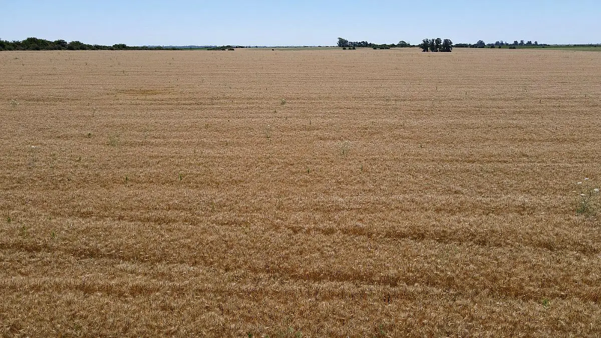 100 hectáreas de campo agrícola. buen acceso, gualeguaychú. campos entrerrianos mejres campos de entre rios (10)