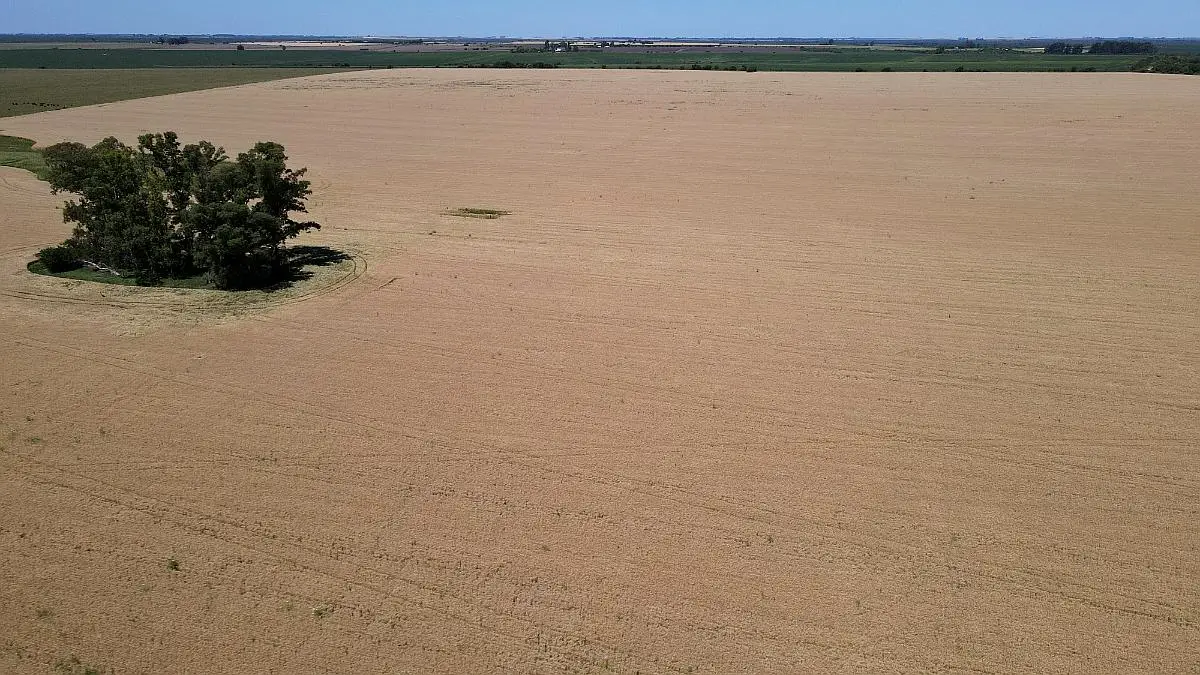 100 hectáreas de campo agrícola. buen acceso, gualeguaychú. campos entrerrianos mejres campos de entre rios (6)