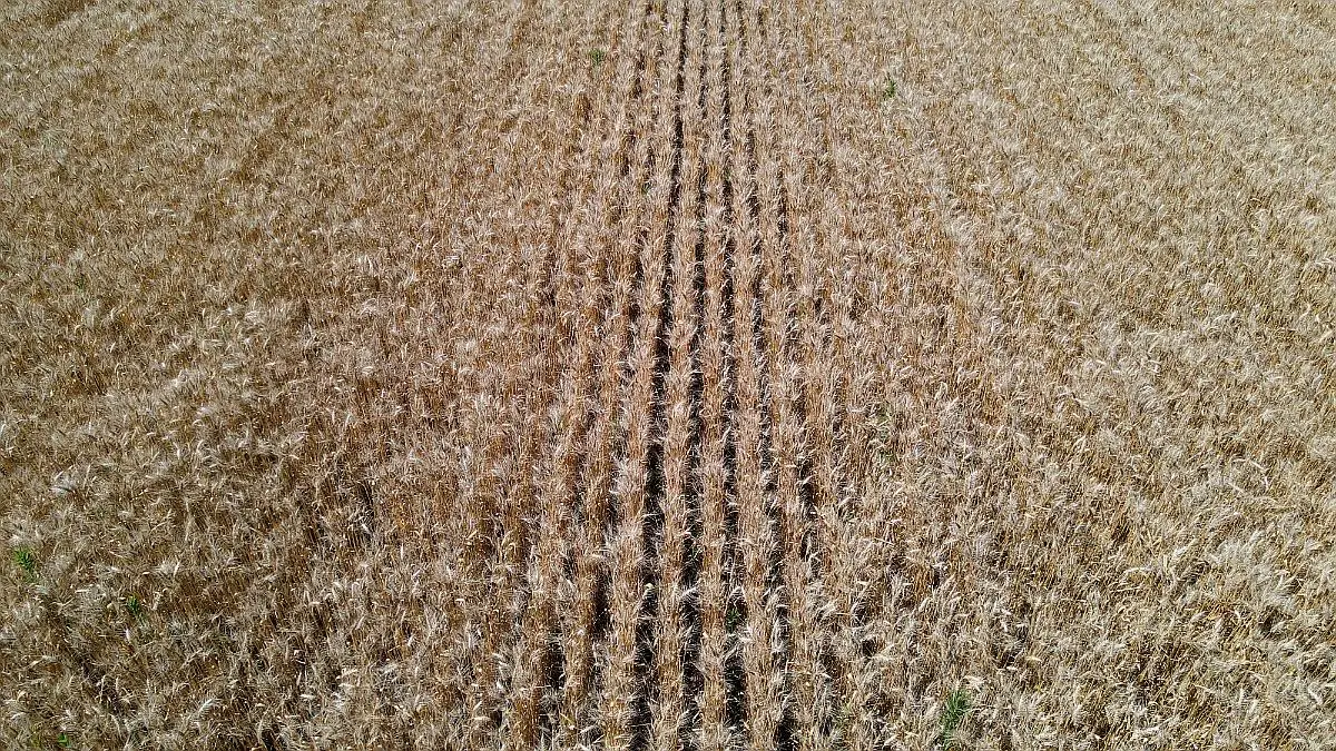 100 hectáreas de campo agrícola. buen acceso, gualeguaychú. campos entrerrianos mejres campos de entre rios (7)