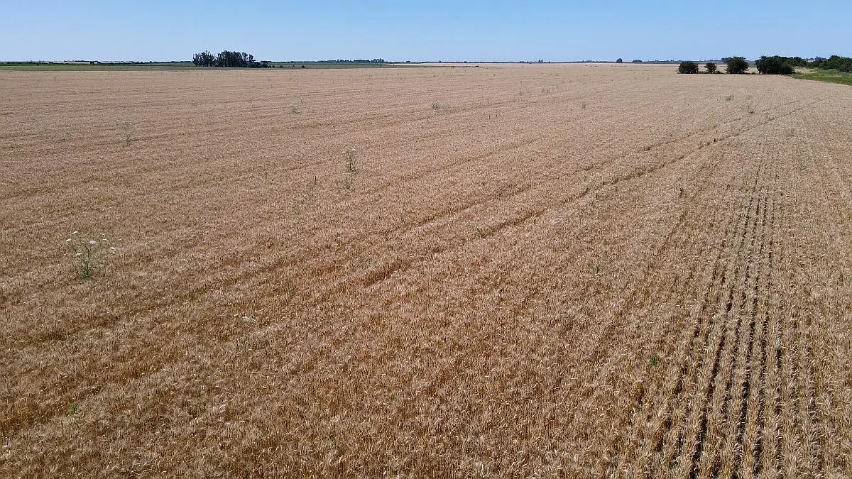 100 hectáreas de campo agrícola. buen acceso, gualeguaychú. campos entrerrianos mejres campos de entre rios (8)