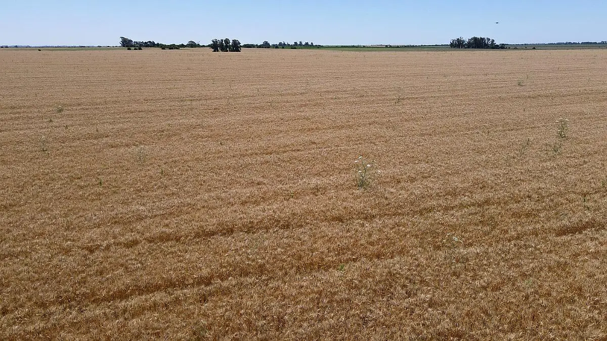 100 hectáreas de campo agrícola. buen acceso, gualeguaychú. campos entrerrianos mejres campos de entre rios (9)