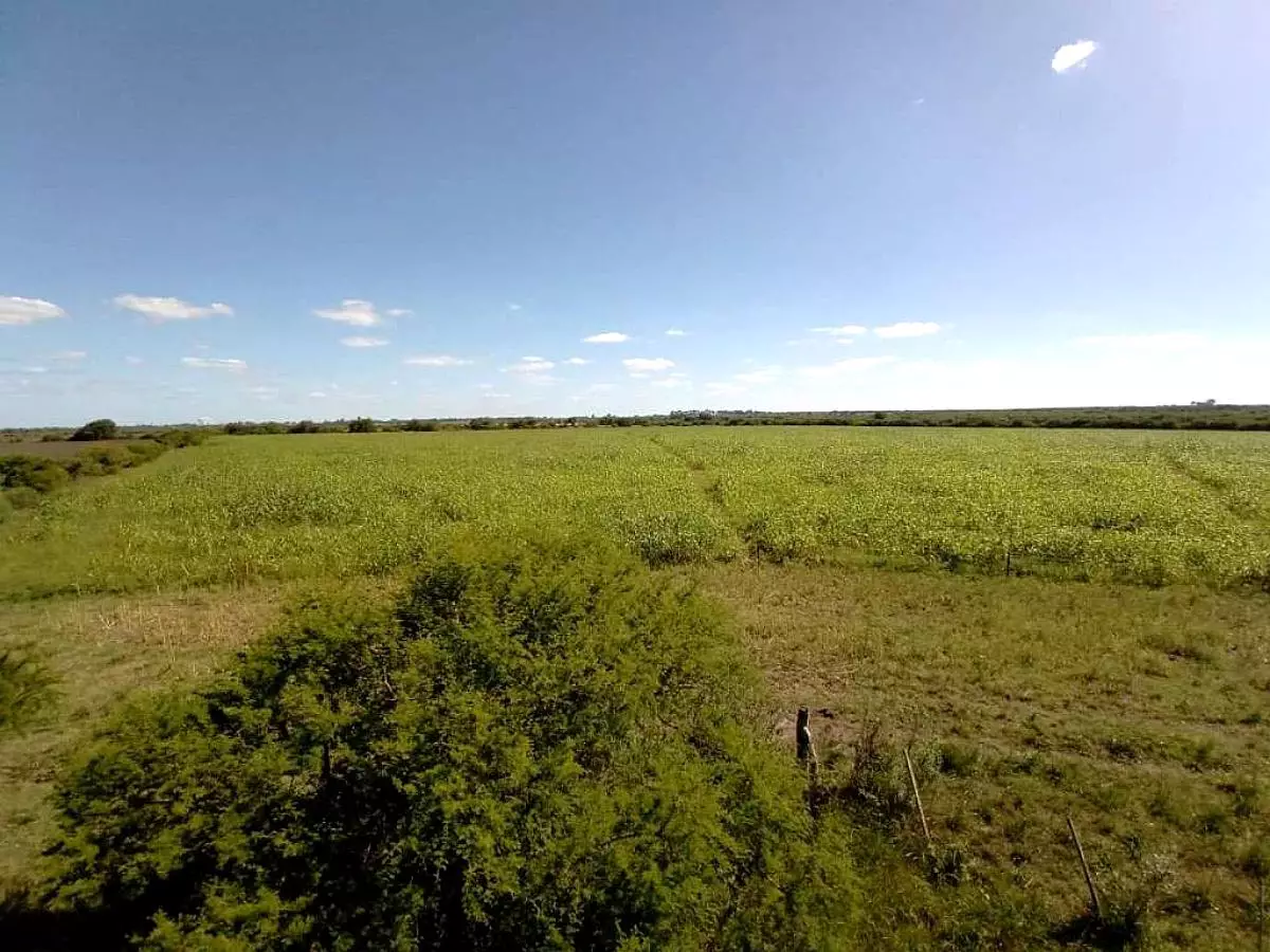 Venta de campos en Gualeguaychú,Campos ganaderos en venta Entre Ríos,Terrenos agrícolas en Gualeguaychú,Venta de campos mixtos en Entre Ríos,Oportunidades de inversión en tierras en Entre Ríos,Campos productivos en venta en Gualeguaychú,Inversiones rurales en Gualeguaychú,Venta de propiedades rurales en Entre Ríos,Terrenos para agricultura y ganadería en Gualeguaychú