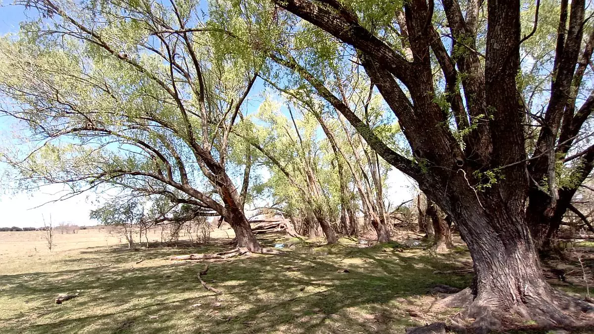 115 hectáreas agrícolas ganaderas gualeguaychú en venta campos entrerrianos mejores campos de entre rios (6)