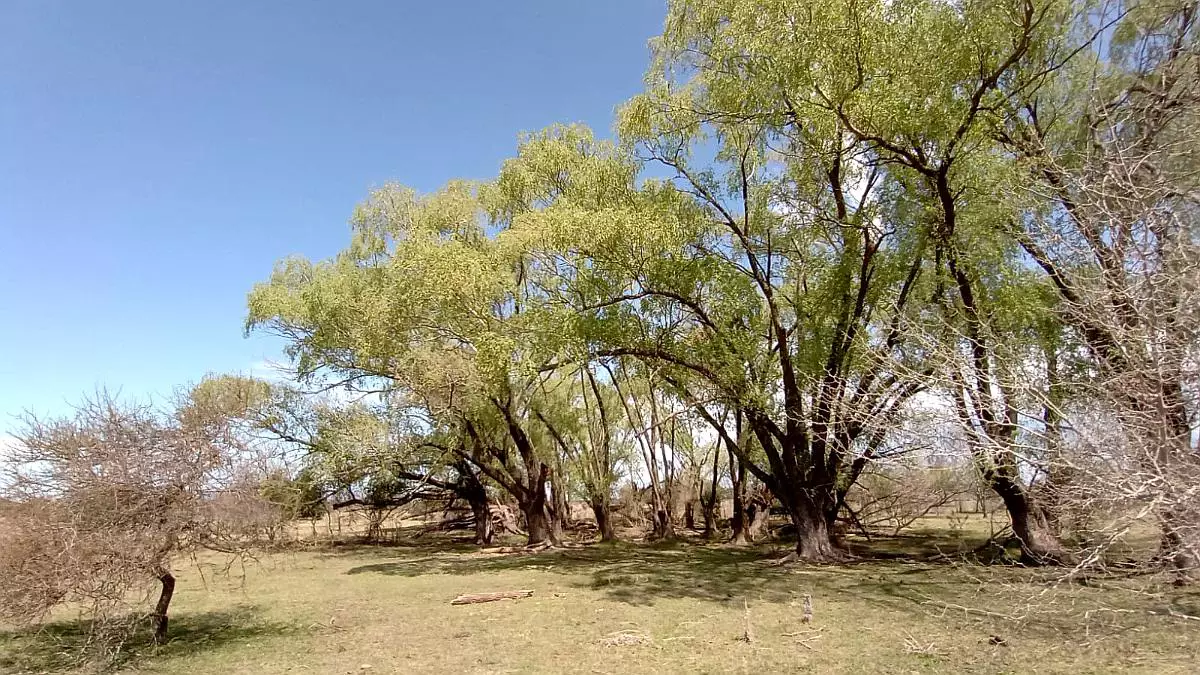 115 hectáreas agrícolas ganaderas gualeguaychú en venta campos entrerrianos mejores campos de entre rios (7)