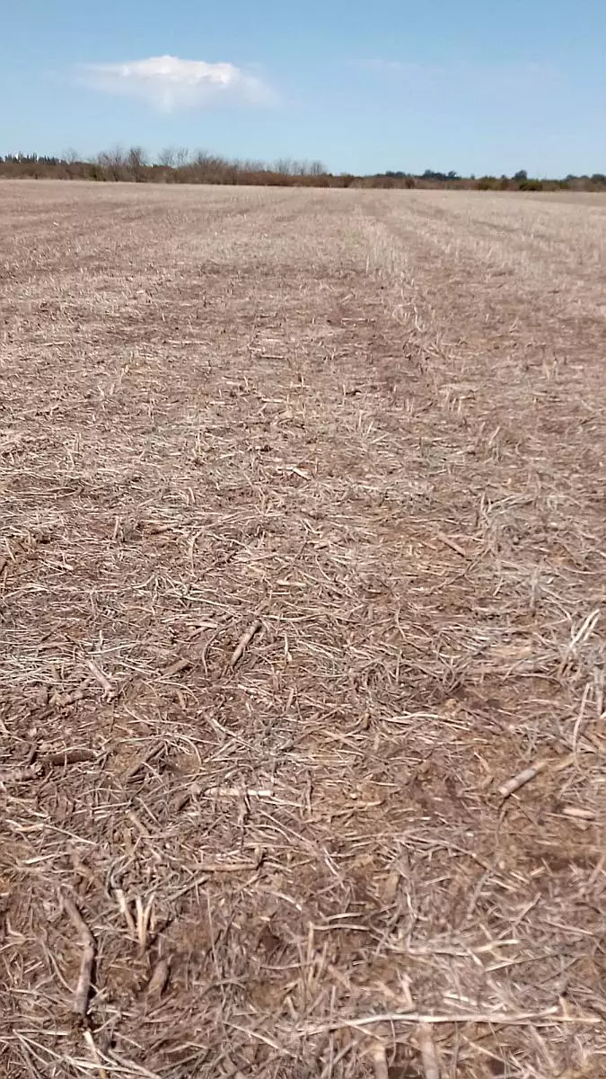 115 hectáreas agrícolas ganaderas gualeguaychú en venta campos entrerrianos mejores campos de entre rios (9)