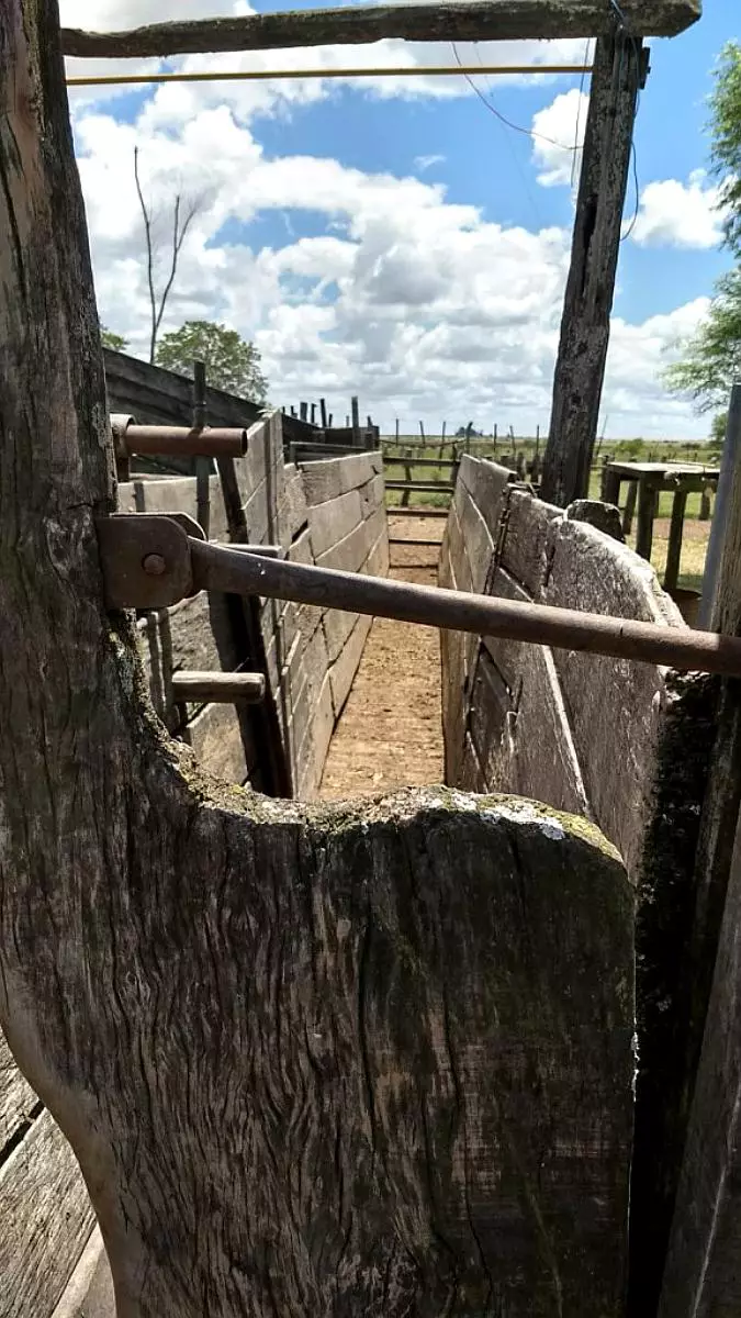 Venta de campos en Gualeguaychú,Campos ganaderos en venta Entre Ríos,Terrenos agrícolas en Gualeguaychú,Venta de campos mixtos en Entre Ríos,Oportunidades de inversión en tierras en Entre Ríos,Campos productivos en venta en Gualeguaychú,Inversiones rurales en Gualeguaychú,Venta de propiedades rurales en Entre Ríos,Terrenos para agricultura y ganadería en Gualeguaychú