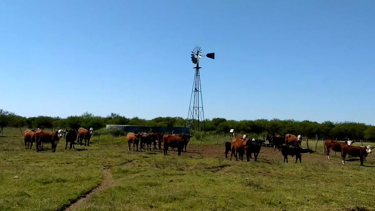 Venta de campos en Gualeguaychú,Campos ganaderos en venta Entre Ríos,Terrenos agrícolas en Gualeguaychú,Venta de campos mixtos en Entre Ríos,Oportunidades de inversión en tierras en Entre Ríos,Campos productivos en venta en Gualeguaychú,Inversiones rurales en Gualeguaychú,Venta de propiedades rurales en Entre Ríos,Terrenos para agricultura y ganadería en Gualeguaychú