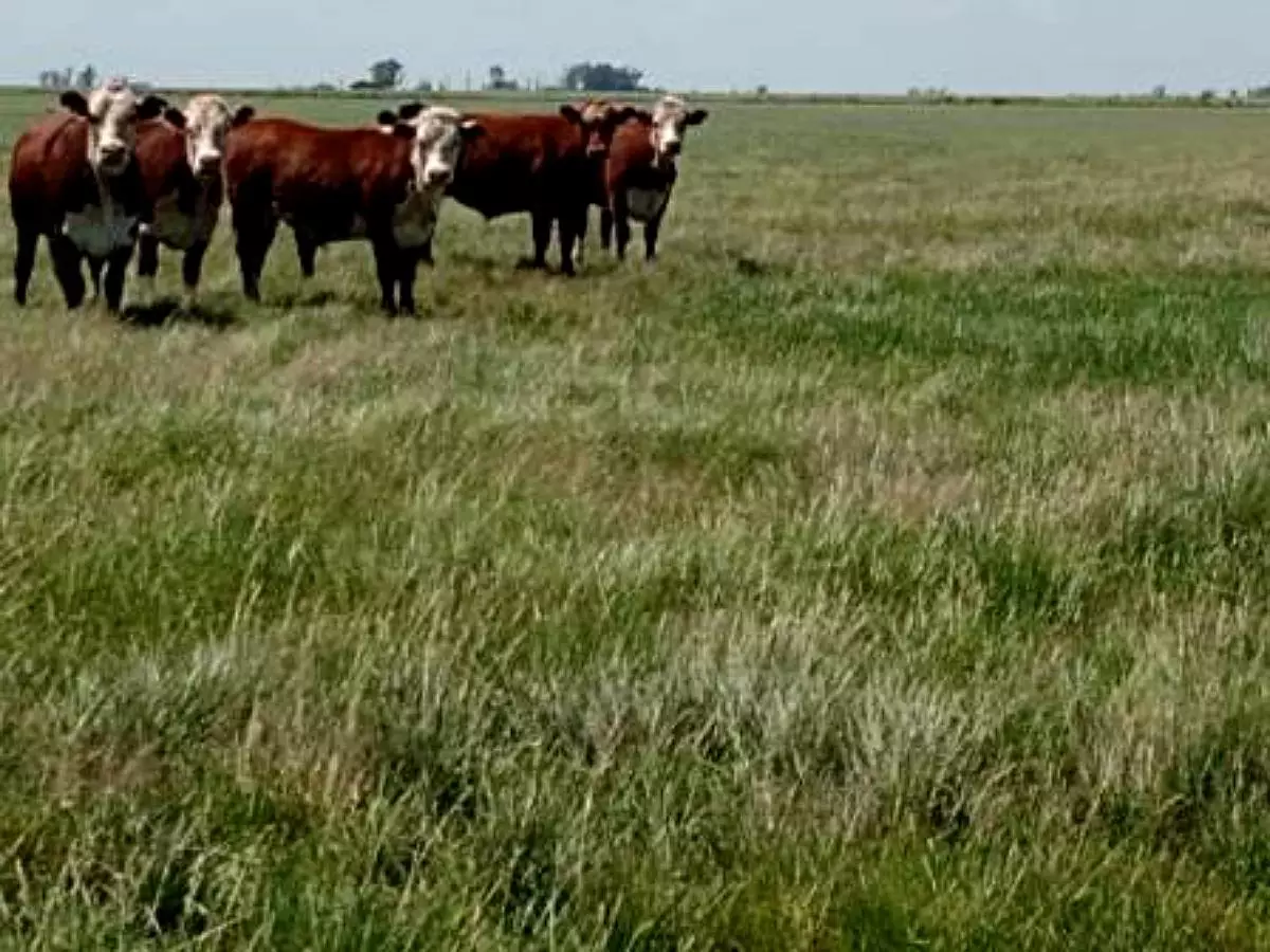 Venta de campos en Gualeguaychú,Campos ganaderos en venta Entre Ríos,Terrenos agrícolas en Gualeguaychú,Venta de campos mixtos en Entre Ríos,Oportunidades de inversión en tierras en Entre Ríos,Campos productivos en venta en Gualeguaychú,Inversiones rurales en Gualeguaychú,Venta de propiedades rurales en Entre Ríos,Terrenos para agricultura y ganadería en Gualeguaychú