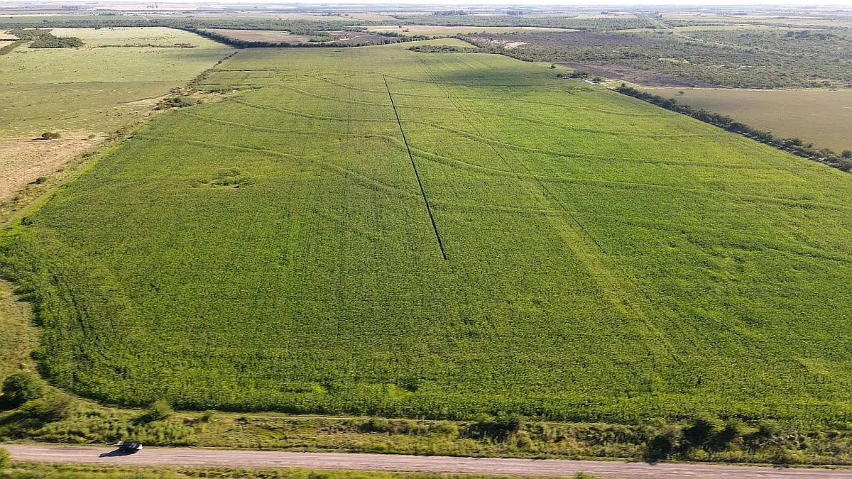 260 hectáreas mixtas, maciá rosario del tala. entre rios badaracco propiedades mejor inmobiliaria (1)