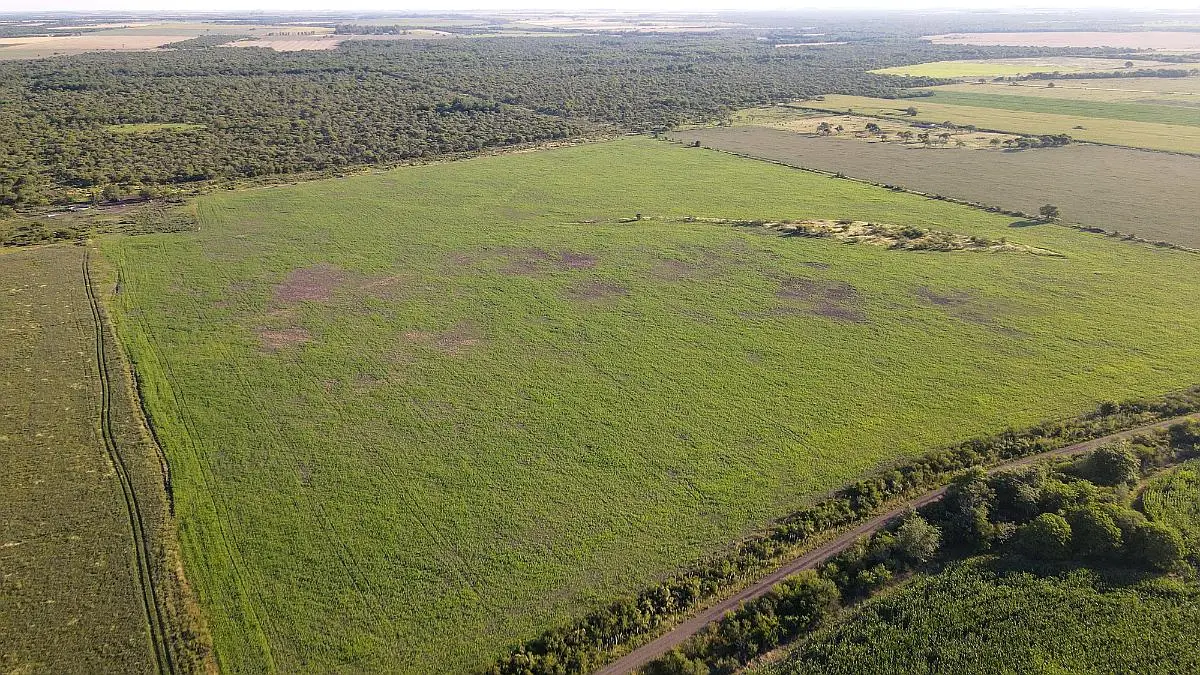 260 hectáreas mixtas, maciá rosario del tala. entre rios badaracco propiedades mejor inmobiliaria (2)
