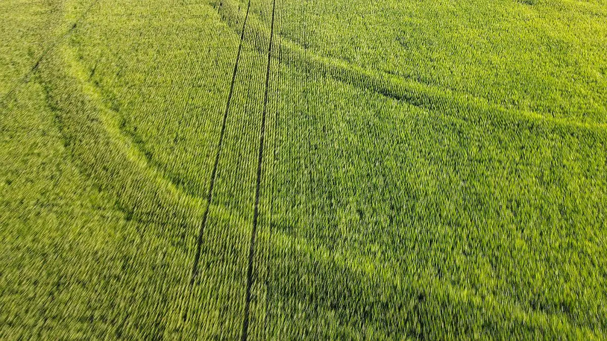 Venta de campos en Gualeguaychú,Campos ganaderos en venta Entre Ríos,Terrenos agrícolas en Gualeguaychú,Venta de campos mixtos en Entre Ríos,Oportunidades de inversión en tierras en Entre Ríos,Campos productivos en venta en Gualeguaychú,Inversiones rurales en Gualeguaychú,Venta de propiedades rurales en Entre Ríos,Terrenos para agricultura y ganadería en Gualeguaychú