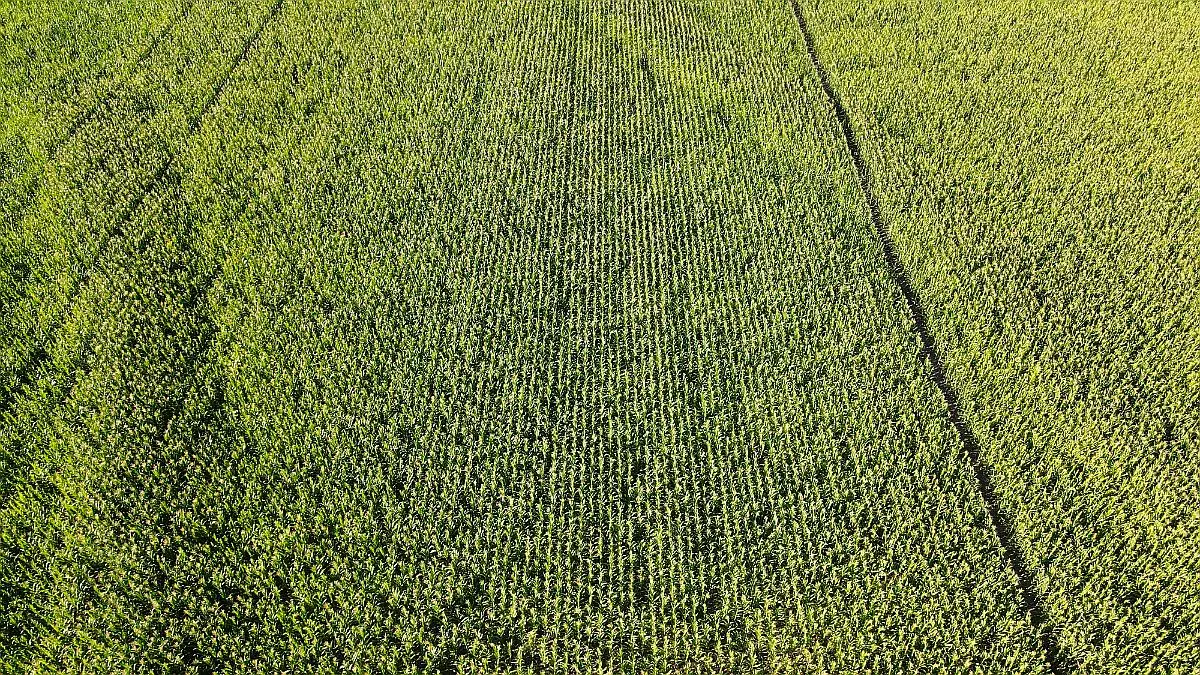 Venta de campos en Gualeguaychú,Campos ganaderos en venta Entre Ríos,Terrenos agrícolas en Gualeguaychú,Venta de campos mixtos en Entre Ríos,Oportunidades de inversión en tierras en Entre Ríos,Campos productivos en venta en Gualeguaychú,Inversiones rurales en Gualeguaychú,Venta de propiedades rurales en Entre Ríos,Terrenos para agricultura y ganadería en Gualeguaychú