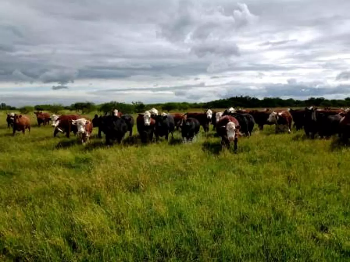 Venta de campos en Gualeguaychú,Campos ganaderos en venta Entre Ríos,Terrenos agrícolas en Gualeguaychú,Venta de campos mixtos en Entre Ríos,Oportunidades de inversión en tierras en Entre Ríos,Campos productivos en venta en Gualeguaychú,Inversiones rurales en Gualeguaychú,Venta de propiedades rurales en Entre Ríos,Terrenos para agricultura y ganadería en Gualeguaychú