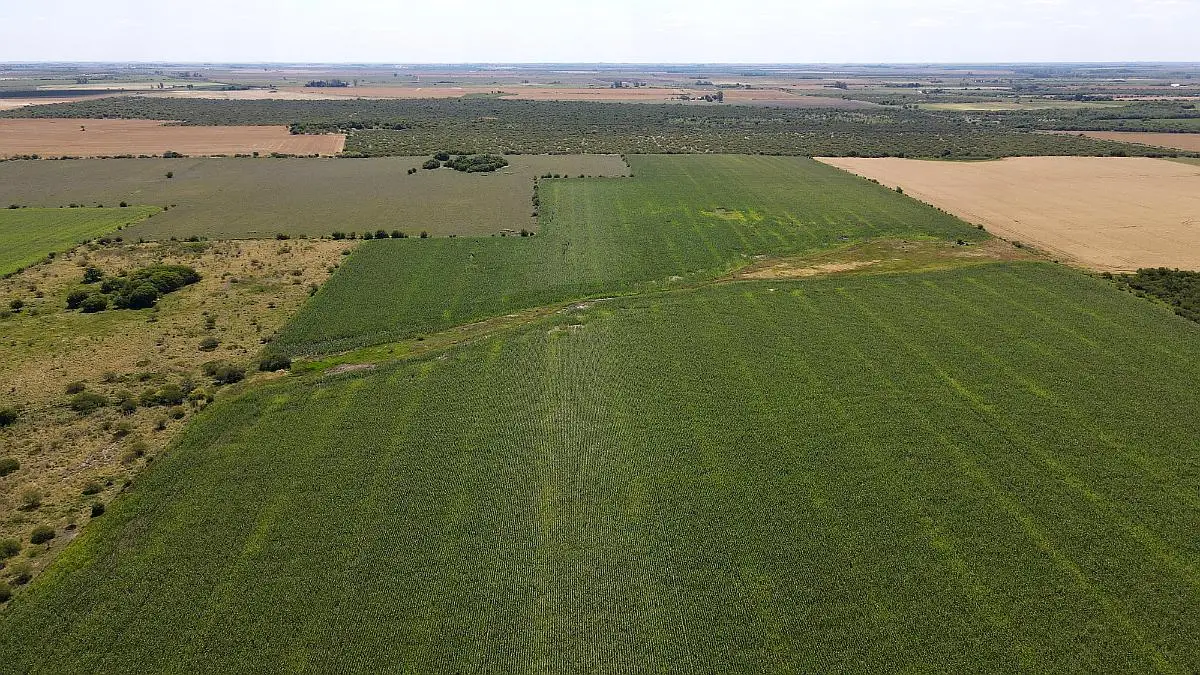 40 hectareas agricolas en venta en rosario del tala badaracco propiedades (11)