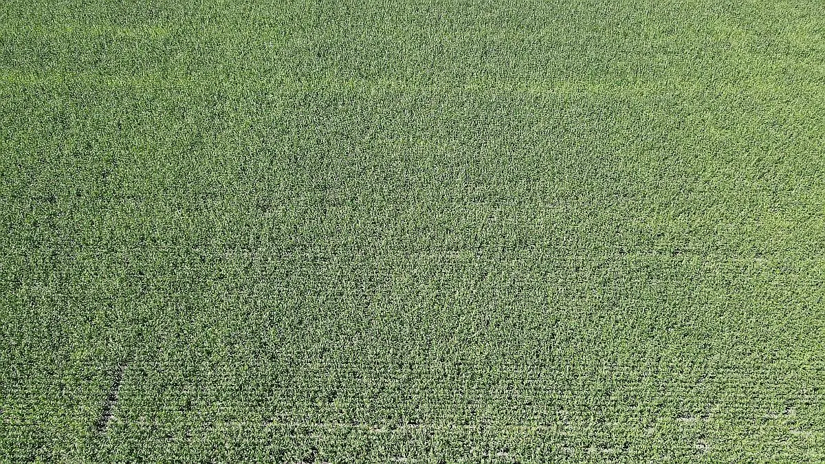 40 hectareas agricolas en venta en rosario del tala badaracco propiedades (3)