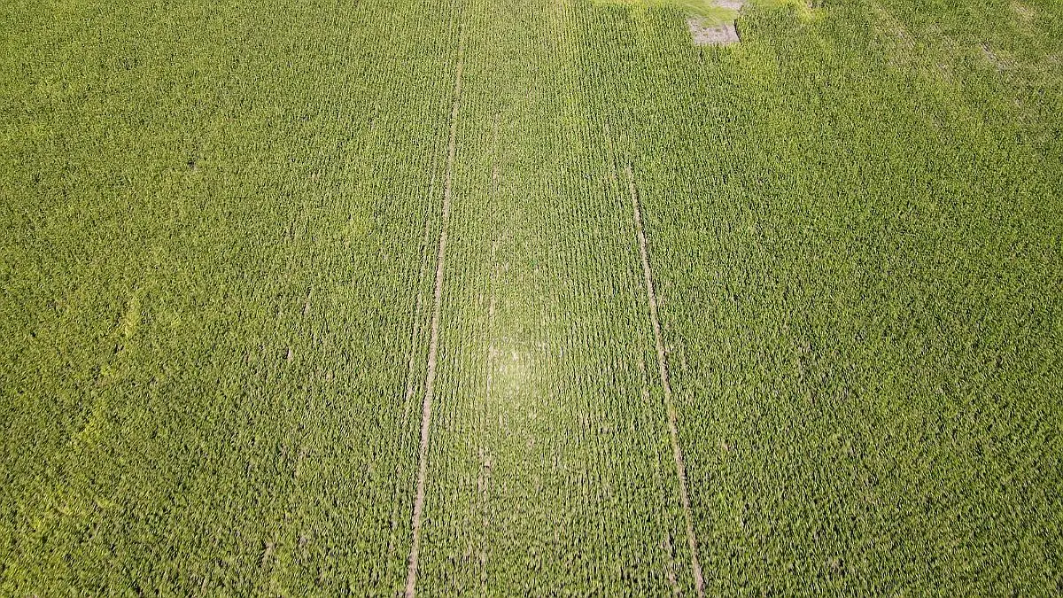 Venta de campos en Gualeguaychú,Campos ganaderos en venta Entre Ríos,Terrenos agrícolas en Gualeguaychú,Venta de campos mixtos en Entre Ríos,Oportunidades de inversión en tierras en Entre Ríos,Campos productivos en venta en Gualeguaychú,Inversiones rurales en Gualeguaychú,Venta de propiedades rurales en Entre Ríos,Terrenos para agricultura y ganadería en Gualeguaychú