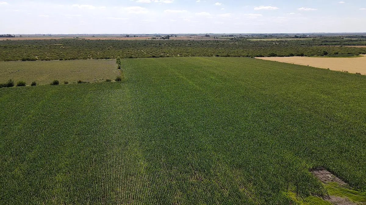 40 hectareas agricolas en venta en rosario del tala badaracco propiedades (9)