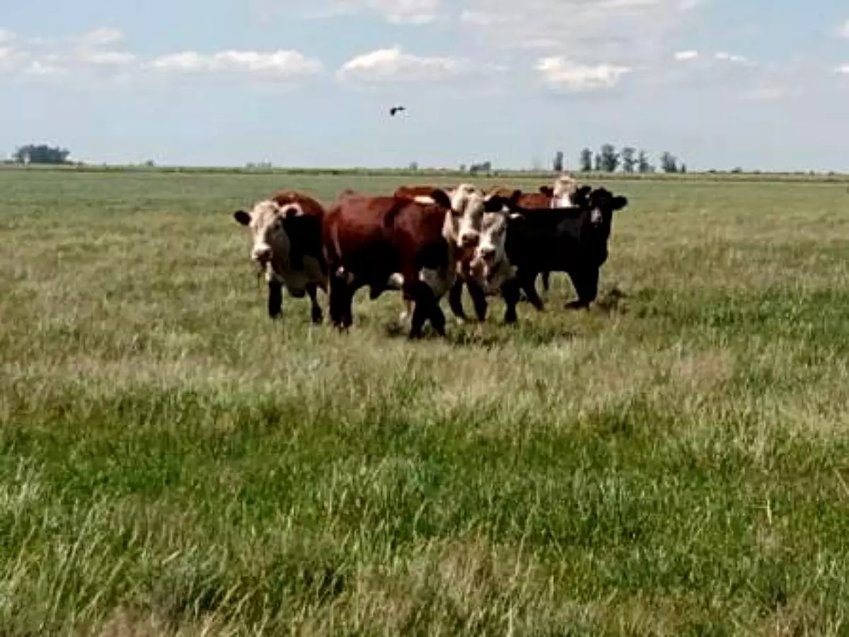 Venta de campos en Gualeguaychú,Campos ganaderos en venta Entre Ríos,Terrenos agrícolas en Gualeguaychú,Venta de campos mixtos en Entre Ríos,Oportunidades de inversión en tierras en Entre Ríos,Campos productivos en venta en Gualeguaychú,Inversiones rurales en Gualeguaychú,Venta de propiedades rurales en Entre Ríos,Terrenos para agricultura y ganadería en Gualeguaychú