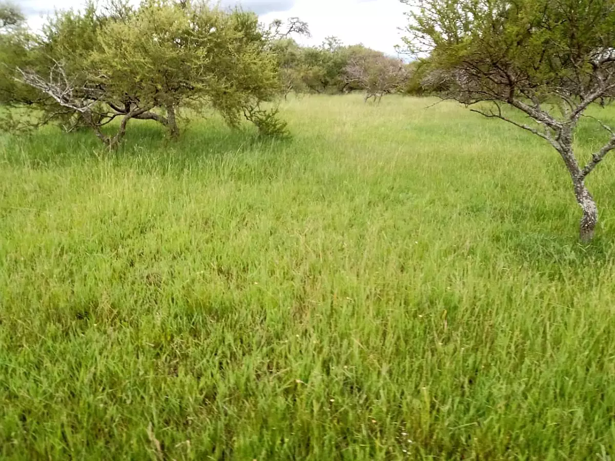 Venta de campos en Gualeguaychú,Campos ganaderos en venta Entre Ríos,Terrenos agrícolas en Gualeguaychú,Venta de campos mixtos en Entre Ríos,Oportunidades de inversión en tierras en Entre Ríos,Campos productivos en venta en Gualeguaychú,Inversiones rurales en Gualeguaychú,Venta de propiedades rurales en Entre Ríos,Terrenos para agricultura y ganadería en Gualeguaychú