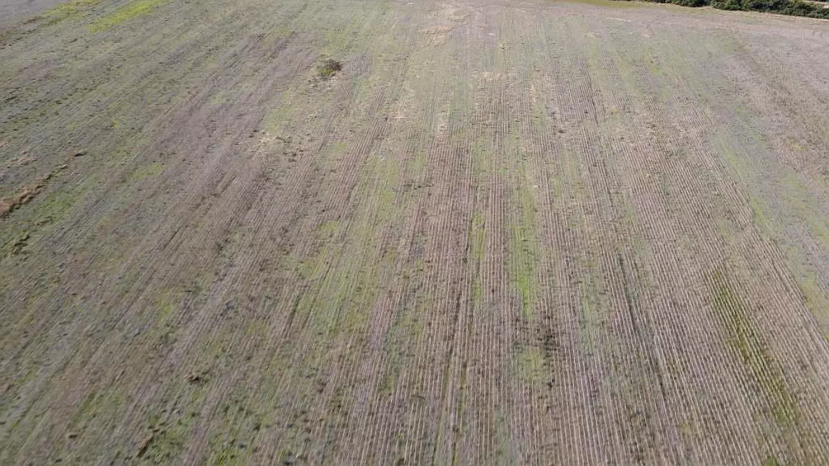 en venta campos entrerrianos 915 hectáreas mixtas con todas las mejoras, gualeguaychú (10)