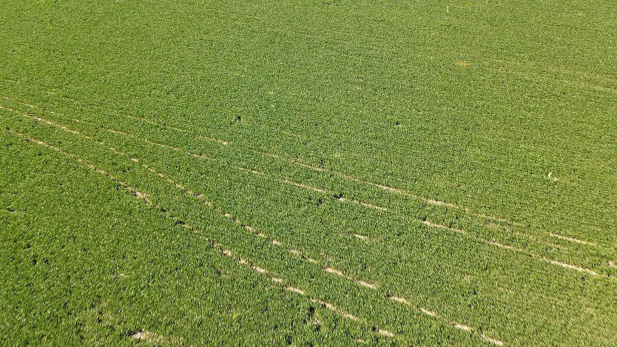 Venta de campos en Gualeguaychú,Campos ganaderos en venta Entre Ríos,Terrenos agrícolas en Gualeguaychú,Venta de campos mixtos en Entre Ríos,Oportunidades de inversión en tierras en Entre Ríos,Campos productivos en venta en Gualeguaychú,Inversiones rurales en Gualeguaychú,Venta de propiedades rurales en Entre Ríos,Terrenos para agricultura y ganadería en Gualeguaychú