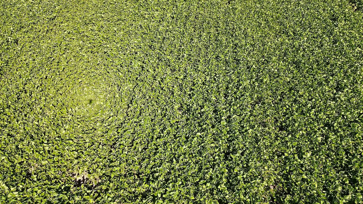 Venta de campos en Gualeguaychú,Campos ganaderos en venta Entre Ríos,Terrenos agrícolas en Gualeguaychú,Venta de campos mixtos en Entre Ríos,Oportunidades de inversión en tierras en Entre Ríos,Campos productivos en venta en Gualeguaychú,Inversiones rurales en Gualeguaychú,Venta de propiedades rurales en Entre Ríos,Terrenos para agricultura y ganadería en Gualeguaychú