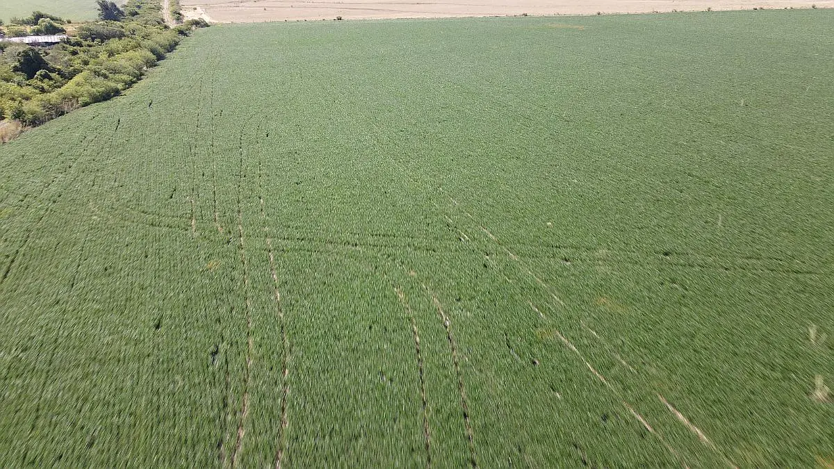 Venta de campos en Gualeguaychú,Campos ganaderos en venta Entre Ríos,Terrenos agrícolas en Gualeguaychú,Venta de campos mixtos en Entre Ríos,Oportunidades de inversión en tierras en Entre Ríos,Campos productivos en venta en Gualeguaychú,Inversiones rurales en Gualeguaychú,Venta de propiedades rurales en Entre Ríos,Terrenos para agricultura y ganadería en Gualeguaychú