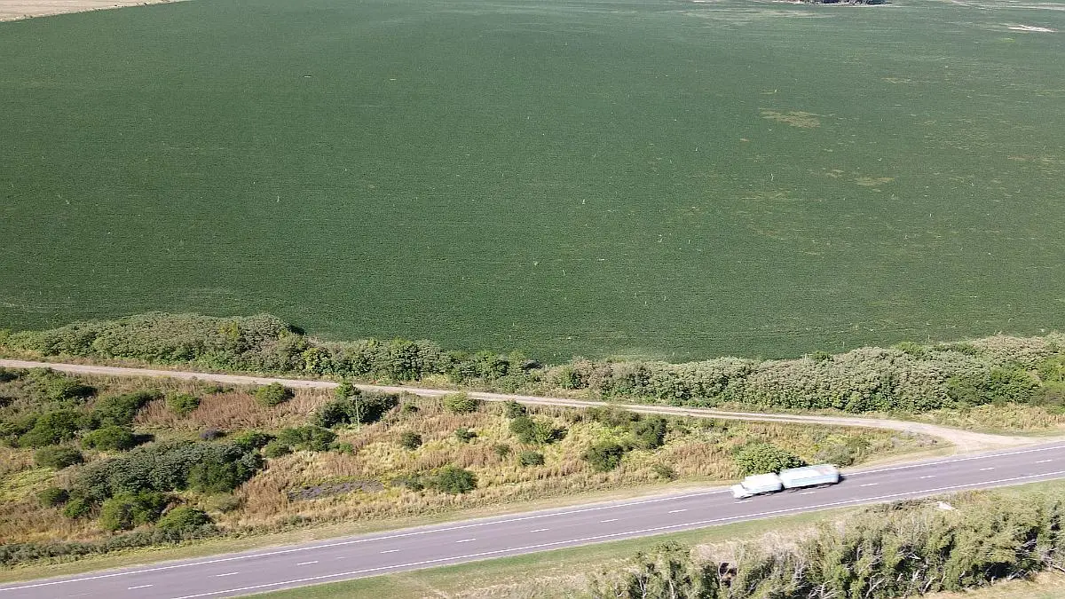 venta de campos 60 hectareas agricolas en larroque campos entrerrianos campos en entrerrios (3)