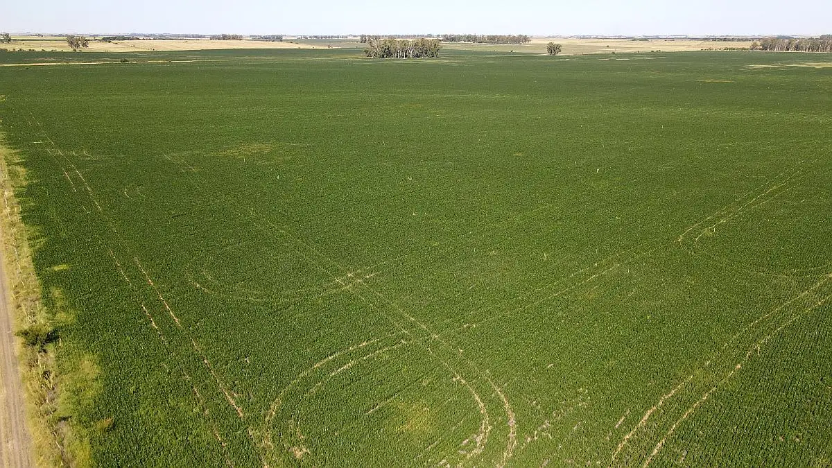 venta de campos 60 hectareas agricolas en larroque campos entrerrianos campos en entrerrios (4)