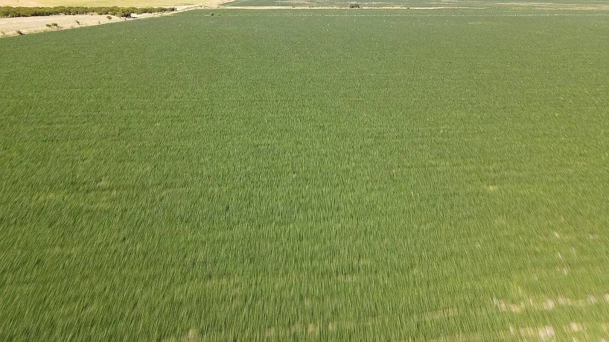 Venta de campos en Gualeguaychú,Campos ganaderos en venta Entre Ríos,Terrenos agrícolas en Gualeguaychú,Venta de campos mixtos en Entre Ríos,Oportunidades de inversión en tierras en Entre Ríos,Campos productivos en venta en Gualeguaychú,Inversiones rurales en Gualeguaychú,Venta de propiedades rurales en Entre Ríos,Terrenos para agricultura y ganadería en Gualeguaychú