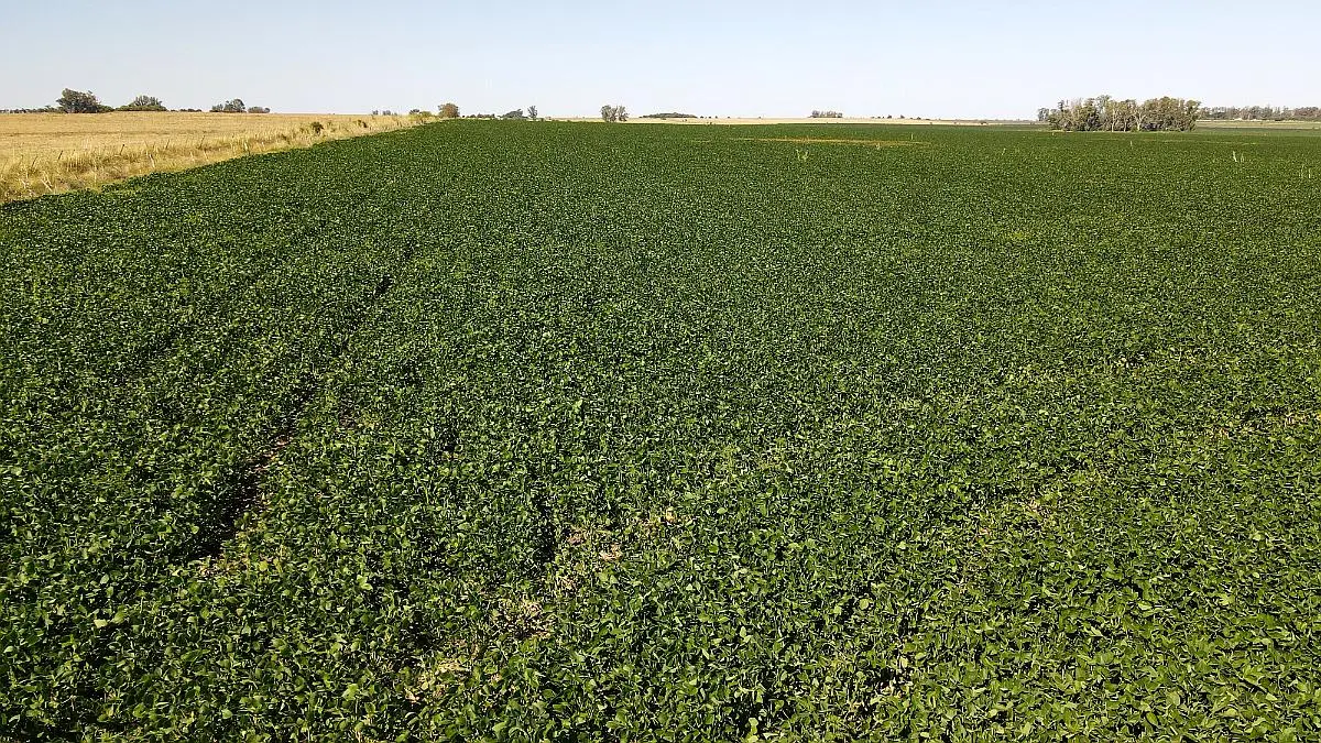 venta de campos 60 hectareas agricolas en larroque campos entrerrianos campos en entrerrios (7)