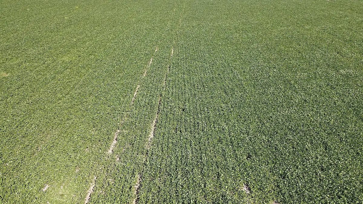 venta de campos 60 hectareas agricolas en larroque campos entrerrianos campos en entrerrios (8)