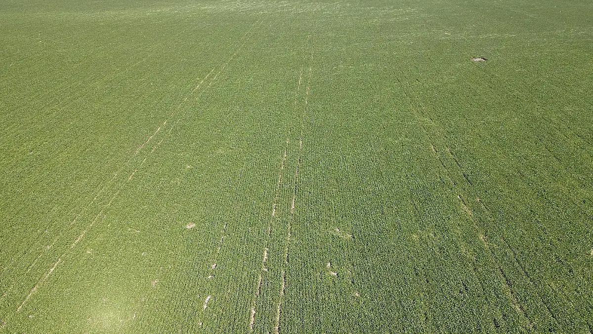 venta de campos 60 hectareas agricolas en larroque campos entrerrianos campos en entrerrios (9)