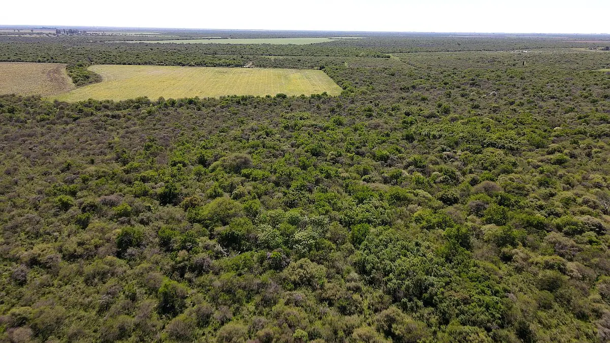 Venta de campos en Gualeguaychú,Campos ganaderos en venta Entre Ríos,Terrenos agrícolas en Gualeguaychú,Venta de campos mixtos en Entre Ríos,Oportunidades de inversión en tierras en Entre Ríos,Campos productivos en venta en Gualeguaychú,Inversiones rurales en Gualeguaychú,Venta de propiedades rurales en Entre Ríos,Terrenos para agricultura y ganadería en Gualeguaychú