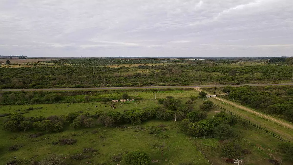 campo en venta 21 hectáreas sobre ruta – gualeguaychú campos en entre rios campos argentinos (10)