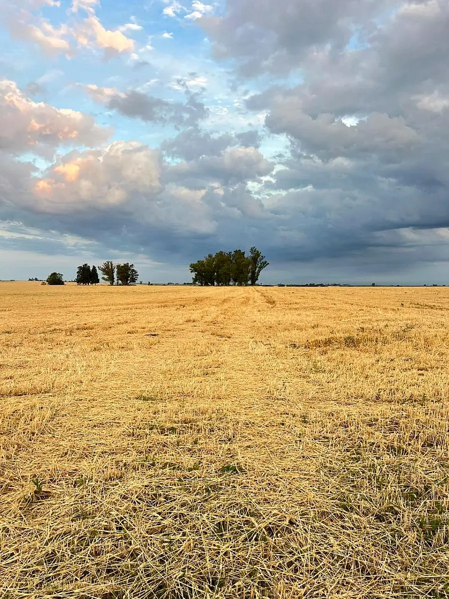 en venta en gualeguaychu 60 hectáreas agrícolas campos argentinos campos entrerrianos campos en entre rios (1)