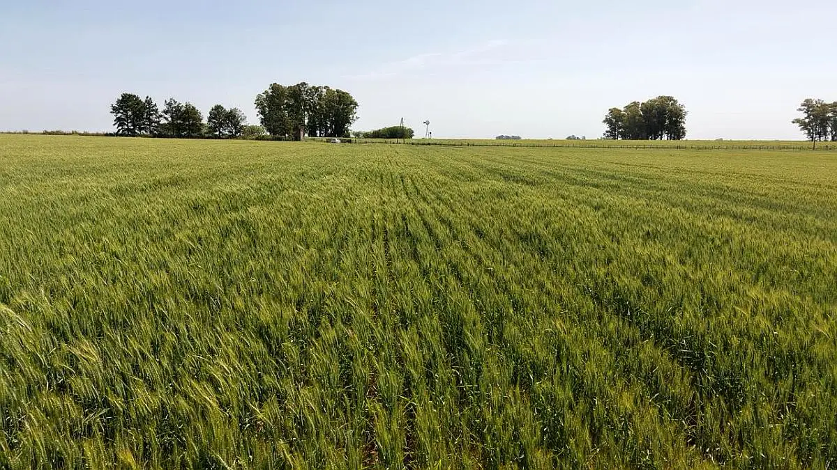 Venta de campos en Gualeguaychú,Campos ganaderos en venta Entre Ríos,Terrenos agrícolas en Gualeguaychú,Venta de campos mixtos en Entre Ríos,Oportunidades de inversión en tierras en Entre Ríos,Campos productivos en venta en Gualeguaychú,Inversiones rurales en Gualeguaychú,Venta de propiedades rurales en Entre Ríos,Terrenos para agricultura y ganadería en Gualeguaychú