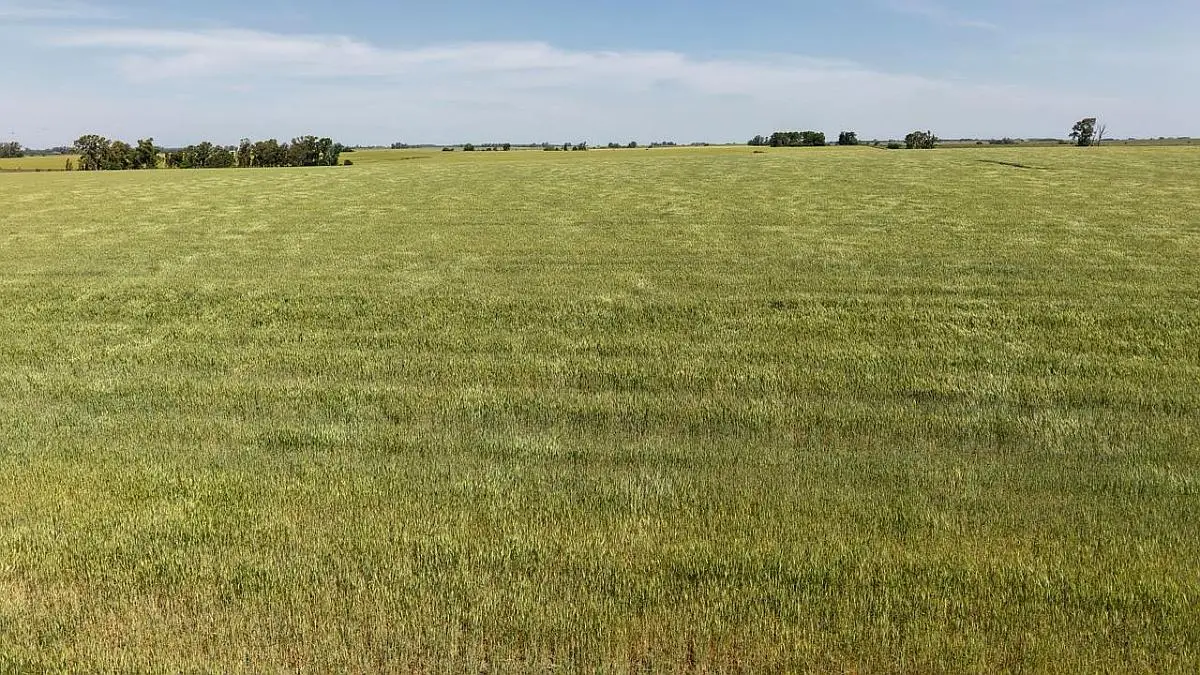 Venta de campos en Gualeguaychú,Campos ganaderos en venta Entre Ríos,Terrenos agrícolas en Gualeguaychú,Venta de campos mixtos en Entre Ríos,Oportunidades de inversión en tierras en Entre Ríos,Campos productivos en venta en Gualeguaychú,Inversiones rurales en Gualeguaychú,Venta de propiedades rurales en Entre Ríos,Terrenos para agricultura y ganadería en Gualeguaychú