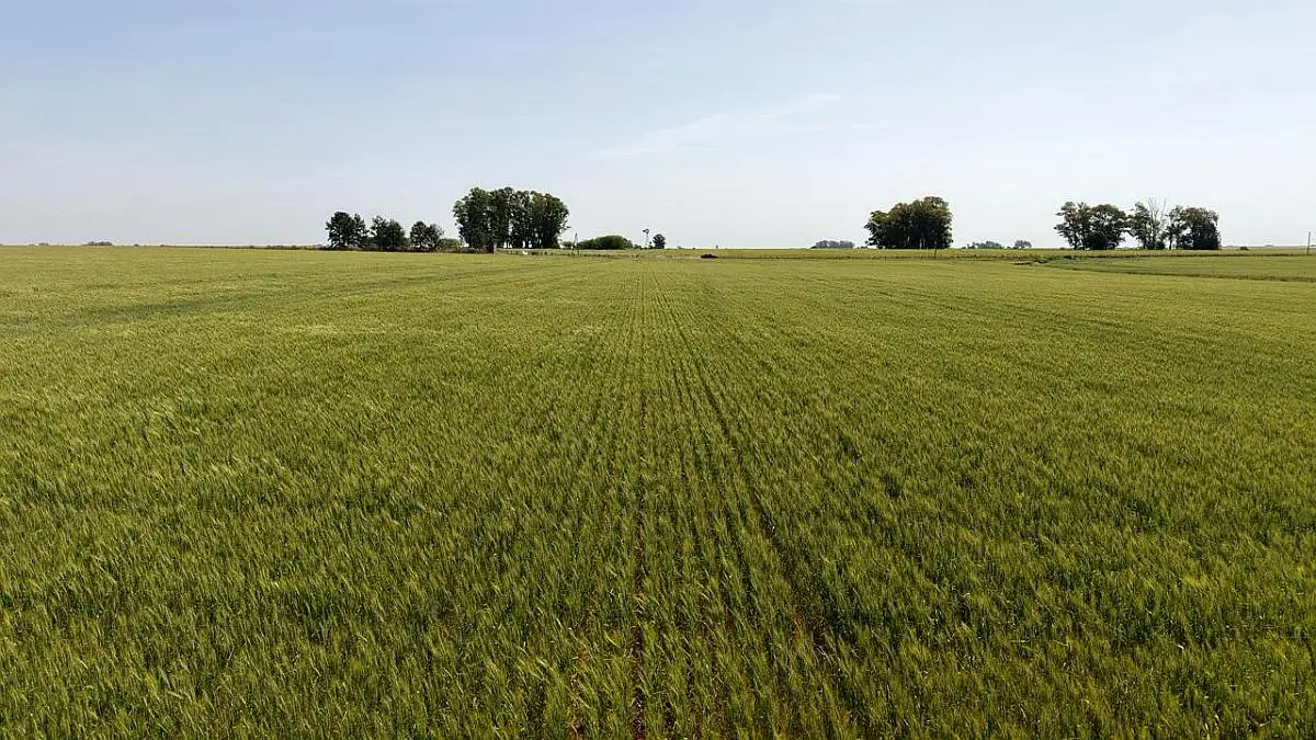 Venta de campos en Gualeguaychú,Campos ganaderos en venta Entre Ríos,Terrenos agrícolas en Gualeguaychú,Venta de campos mixtos en Entre Ríos,Oportunidades de inversión en tierras en Entre Ríos,Campos productivos en venta en Gualeguaychú,Inversiones rurales en Gualeguaychú,Venta de propiedades rurales en Entre Ríos,Terrenos para agricultura y ganadería en Gualeguaychú